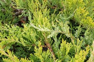 Green branches of thuja tree. Evergreen chinese cypress tui coniferous. Thuya juniper twig. Decorative plant gardening. Nature cedar christmas composition leaves texture pattern background. Close-up photo