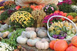 Organic pumpkin and vegetable in rattan basket on agricultural fair. Harvesting autumn time concept. Garden fall natural plant. Thanksgiving halloween decor. Festive farm rural background. Vegan food. photo