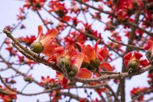 Close-up of Bombax ceiba flower blossom with blurred background photo