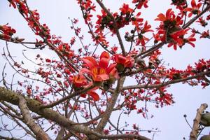 Close-up of Bombax ceiba flower blossom with blurred background photo