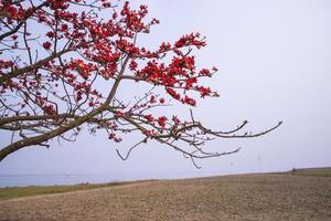 Flowers of Bombax ceiba tree on the blue sky background photo