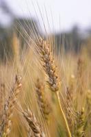 trigo espiga con un borroso antecedentes en el campo. selectivo atención foto