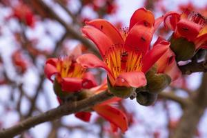 de cerca de bombax ceiba flor florecer con borroso antecedentes foto