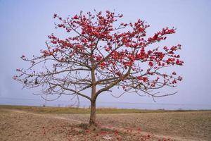 Tree with red flowers on the background of the sea and blue sky photo