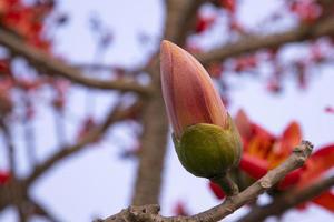 Bombax  Buds of a tree with flowers on a background of blue sky