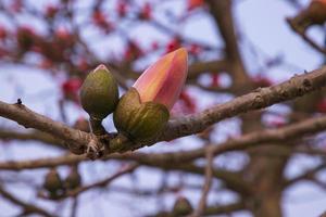 Bombax  Buds of a tree with flowers on a background of blue sky photo
