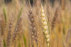 trigo espiga con un borroso antecedentes en el campo. selectivo atención foto