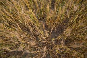 Wheat  Spike Top view  in the field photo