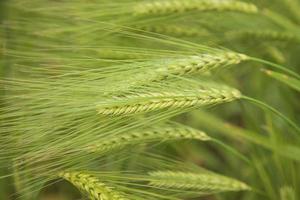 Winter Morning dew-wet Barley Spike in the harvest field. Selective Focus photo