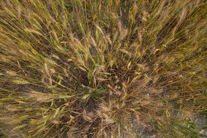 Wheat  Spike Top view  in the field photo