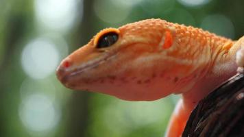 close up shot of yellow gecko in park with blurred background photo