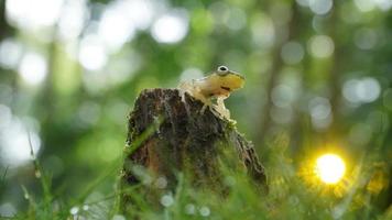 Photo of low angle frogs on the stone surrounded by grass