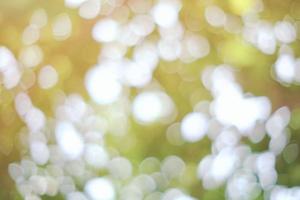 Abstract Nature Bokeh in the Morning, Suitable for Background, Backdrop, and Mock up. photo