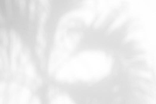 White Concrete Wall Texture Background with Light Bokeh and Shadow of Tree Branch on the Surface. photo