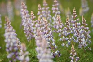 group of lupines photo