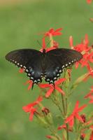 spicebush swallowtail butterfly on catchfly photo