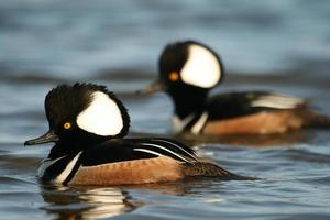 hooded merganser males photo