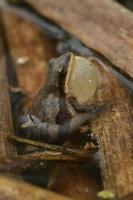 western chorus frog calling photo