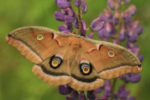 polyphemus moth on lupines photo