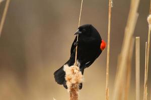 red winged blackbird in cattails photo