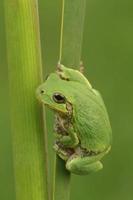 gray treefrog on reed photo