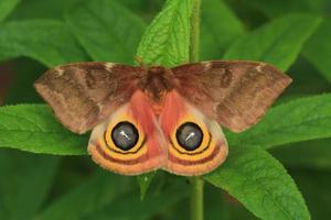 female io moth photo