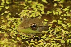 verde rana en lenteja de agua foto