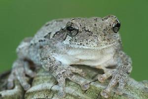 gray treefrog closeup photo