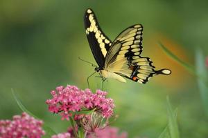Giant swallowtail butterfly on swamp milkweed photo