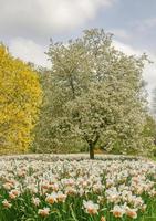 English garden in springtime photo