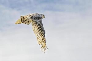 Snowy owl in flight photo