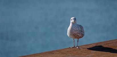 Curious seagull at the harbor photo