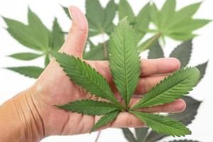 Hand holding fresh Cannabis leaf or marijuana leaf and blurred background marijuana leaf. Research, herb, drug and medicine concept. photo