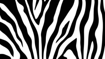 enkel zebra skriva ut rörelse bakgrund. detta svart och vit randig djur- skriva ut bakgrund animering är full hd och en sömlös slinga. video