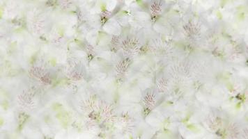 Elegant floral motion background animation with white alstroemeria flowers gently moving towards the camera in a seamless loop. video