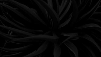 Dark jungle leaves or foliage swaying in the breeze. Loopable, full hd motion background animation. video