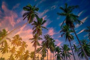 Coco palma arboles en playa y azul cielo con nube antecedentes. foto