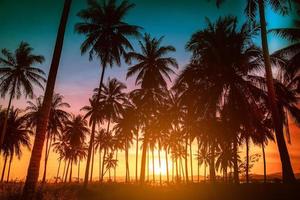 Silhouette coconut palm trees on beach at sunset. Vintage tone. photo