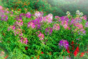 Beautiful Flowers in garden at daytime. Vintage tone photo