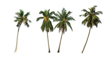Coco palma arboles aislado en blanco antecedentes. incluido recorte camino. foto
