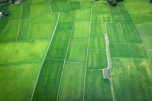 Aerial image of beautiful green paddy rice field and walkways in Thailand. photo