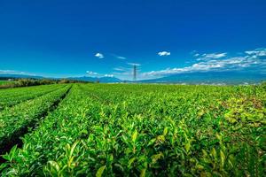 Landscape image of Mt. Fuji with green tea field at daytime in Shizuoka, Japan. photo