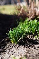 The First, Spring sprouts of Green Grass, on a warm sunny day, after a cold winter. Beauty in Nature. Close up. Copy space photo