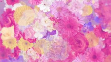 Elegant floral motion background animation with various flowers - alstroemeria, carnation, chrysanthemum, daisy, gerbera, gladiola, hydrangea and rose, in pastel colors gently moving. video