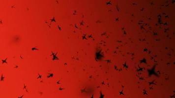 Bewegung Hintergrund - - ein groß Herde von klein schwarz Vögel fliegend über ein rot Himmel. video