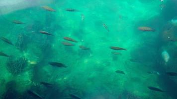 Top view with many fish on the beautiful water surface video