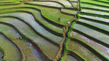 aerial view beautiful morning view from Indonesia about mountain and forest video