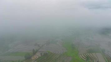 antenne visie mooi ochtend- visie van Indonesië over berg en Woud video