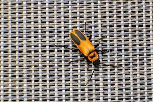 Pennsylvania leatherwing beetle sits on top of a brown mesh chair photo