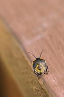 Green stink bug nymph crawling on a wood rail displaying it's colors photo